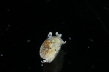 Media type: image;   Malacology 393732 Description: live specimen;